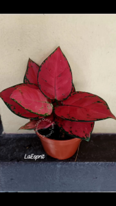 Rare Plant  Red Valentine/Anak Pokok Aglaonema