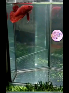 Betta ikan laga SHOW GRADE HMPK SUPER RED male