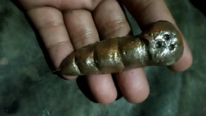 koleksi kepompong wesi kuning asli tuah