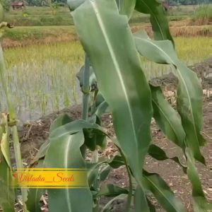 [Virladia Seeds] Biji Benih tanaman sorgum putih | White Sorghum
