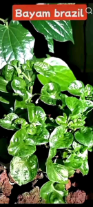 4 KERATAN BAYAM BRAZIL BANYAK BAIK KESIHATAN HOME GARDEN ZERO CHEMICAL Plant with green leaves in plastic pot held by hand against red and gray curtains.