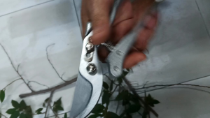 Kéo cắt tỉa cành cây Nhật bản siêu sắc bén