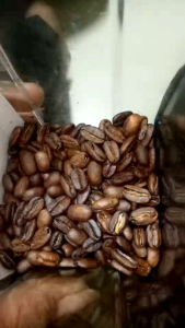 KOPI ACEH GAYO ASLI ESPRESSO BLEND BUBUK HALUS MURNI ARABICA SPECIAL 500 GRAM KOPI HITAM MURNI.