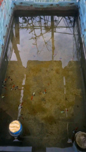 Aquarium Needs Guppy Tank for(PDERT) Decoration