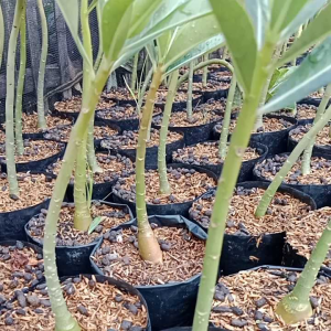 BIBIT KAMBOJA JEPANG SEDLING PAKET 10 POHON BONUS 2 POHON.