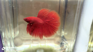 Betta fish - ikan laga-斗鱼 -halfmoon super red（male）1／9 high quality