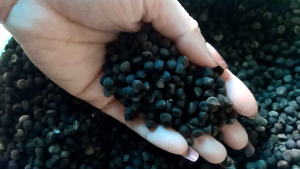 Hạt giống rau muống biển góii 30gr