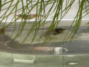 Shrimp No Colour 1pc