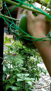 05 HẠT GIỐNG BÍ TRÒN THƠM