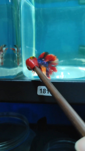 (Same as photo) DTHM Multi Size M Betta Fish Ikan Laga Show Gred with Red Blue and Orange Coloration in Aquarium Setting