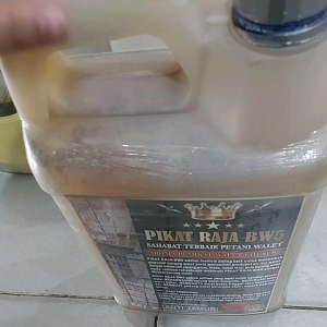 parfum walet raja pikat bw5.raja pikat bw5