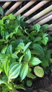 Bibit Tanaman Pohon Lalaban: Panduan Lengkap