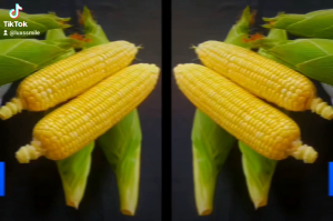 Benih Jagung Manis Madu 59 F1 Kemasan 250gr Original Pabrik Advanta Seed Tahan Bule