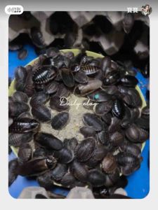 DUBIA ROACHES PREMIUM CHOW/MAKAN UNTUK DUBIA