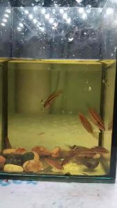 Parosphromenus Paludicola (Pair)