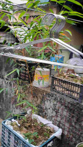 Mắc Inox Treo Quần Áo Combo 10 móc 5 Móc Móc Phơi Treo Quần Mắc Áo