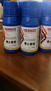 FUNGISIDA DAN BAKTERISIDA HAYATI BERNICE 5SL BAHAN AKTIF BERBERIN 5 g/l UNTUK MENGENDALIKAN PENYAKIT BERCAK UNGU