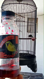 BOOSTER MASTER BIRD kolibri ninja konin sogon pleci  super gacor dextro 87 nextro red nektar gledek rujak nectar rn7gold green Ebod oriq jaya krodong sangkar murai batu Kacer konslet trucukan pakan burung Voer milet perkutut kenari Anis pentet branjangan