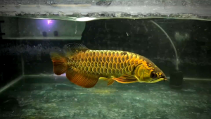 Premium golden arowana 13inci