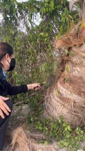 Dụng cụ rửa dừa và hái dừa sắc bén làm từ thép không rỉ sử dụng tiện lợi