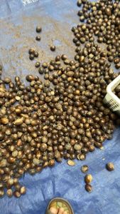 Biji pala cangkang / biji pala batok / biji pala kulit