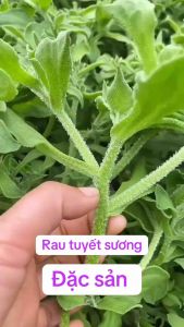 Hạt giống rau tuyết sương rau kim cương