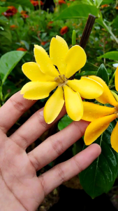 Golden Gardenia / 金黄栀子花 / Bunga Gardenia Kuning / सुनहरा गार्डेनिया (Singapore: Gardenia) – Sweet Fragrance Bright Bloo