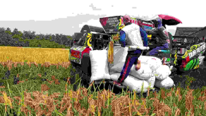BENIH PADI BIBIT PADI SEDAYU 5KG KUALITAS PREMIUM