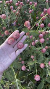 เมล็ดบาน โรยสีโอรส ดอกดก สีสวย รูปแบบสีโอรสดอกดก