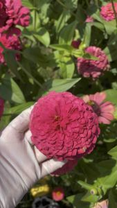 เมล็ดบานชื่น คละสี 150 เมล็ด