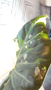 Alocasia Regal Shield Albo cormขายแบบชิ้นตาเพาะชำส่งชำในถ้วยอบอย่างดี