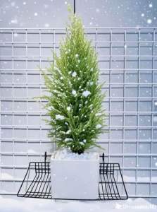 Chậu tùng thơm mini chậu tùng sứ