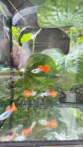 อาหารปลาหางนกยูง หูช้าง เรดเทล อายุ 1.5 เดือน พร้อมส่ง