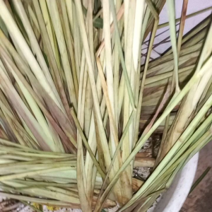 Sereh segar 1kg langsung dari petani di kebun bumbu masak