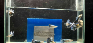 อาหาร& ปลาหางนกยูง Blue Dragon ribbon fin ชุด