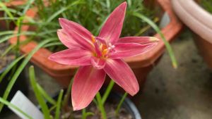 016.หัวดอกบัวดิน Pink Ruby หัวละ 120 บาท