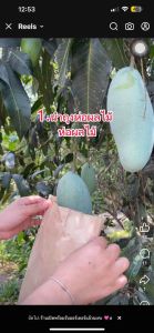 ถุงห่อกระท้อน ห่อมะม่วง สำเร็จรูป กันฝน กันแมลง กันแดด