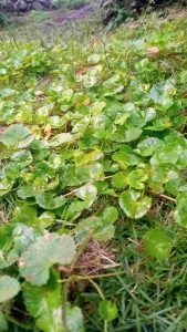 Daun Pegagan Antanan Segar Bugar 100 Gram Alternatif Bikin Tubuh Enak Enteng Dan Enakan