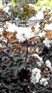 ยี่เข่งแบล็คไดมอนด์สีขาว กระถาง 11 นิ้ว ต้นสวย (กทม)