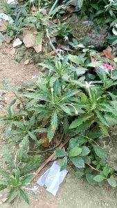 bunga katarak buat kesehatan mata minus rabun katarak dll