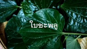 ใบชะพลูสด เกิดขึ้นเองตามธรรมชาติ