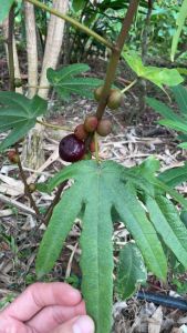 Dược liệu cây hoàng kỳ (5 lá sẻ thuỳ)