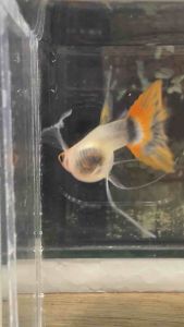 🔥NEW@HOT🔥 Koi Tuxedo SHORTBODY Ribbon GlassBelly SharkFinC 🇻🇳 Guppy Fish Pair (TOP PREMIUM GRADE) (STRAIN BARU)