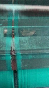 [Khổ 1M] Lưới mùng chắn côn trùng 50 mesh Ngọc lưới chống muỗi lưới nhà kính lưới nuôi cá lưới trồng rau lưới công trình lưới phơi lúa -  thóc-  cafe lưới túi rắn lưới nông nghiệp lưới công nghiệp lưới ngư nghiệp