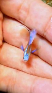 Blue Koi White Tail Guppy
