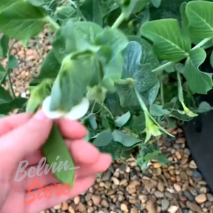 (-+40 butir) Benih tanaman kapri hijau snow pea import [kemasan pabrik]