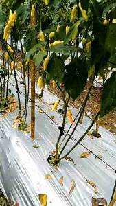 Cabai Rawit Hijau Fresh – Stok Banyak Kualitas Super