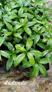 ต้นเซียนท้อ ( 2 ต้น )