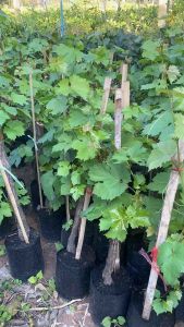 ต้นองุ่นเขียวไวท์มะละกา ต้นตอใหญ่ ต้นแข็งแรง สูงประมาณ 80-95 cm.