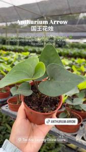 TKL - Anthurium Arrow 国王花烛
